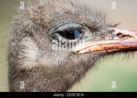 Ostrich eyes close-up. Close-up portrait of an ostrich with big eyes and a pink beak against the backdrop of blurred green trees. Big birds on the far Stock Photo