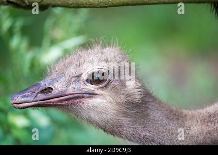 Ostrich eyes close-up. Close-up portrait of an ostrich with big eyes and a pink beak against the backdrop of blurred green trees. Big birds on the far Stock Photo
