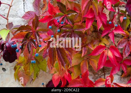 Red virginia creeper on a white wall in autumn season Stock Photo