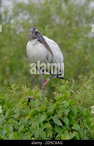 Wood Stork (Mycteria americana) adult perched on top of vegetation  Everglades NP, Florida, U.S.A.        February Stock Photo