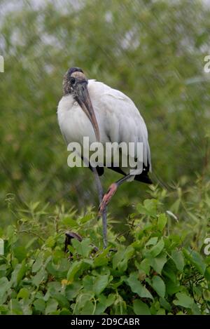 Wood Stork (Mycteria americana) adult perched on top of vegetation  Everglades NP, Florida, U.S.A.        February Stock Photo