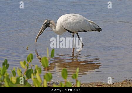 Wood Stork (Mycteria americana) adult foraging in shallow water  Ding Darling NWR, Florida, USA Stock Photo