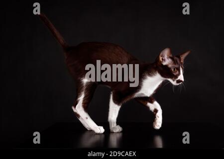 Small oriental cat breed kitten of brown and white color walking aginst black backgound. Stock Photo