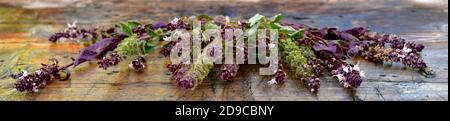 Sprigs of basil with blossoming flowers. A bouquet on the wooden wet surface of the boards. Stock Photo