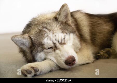 gray, white and brown husky with closed eyes sleep on the floor portrait of siberian husky. the dog looks like wolf. Stock Photo