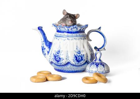 Russian tea party rat inside gzhel teapot, bagels on a white background Stock Photo