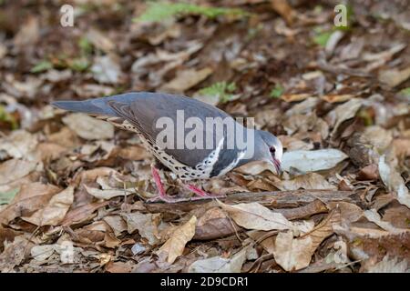 Wonga Pigeon  Leucosarcia melanoleuca O'Reilly's Rainforest Retreat, Queensland, Australia 12 November 2019     Adult        Columbidae Stock Photo