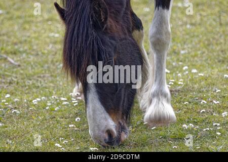 A pony is a small horse (Equus ferus caballus). Stock Photo
