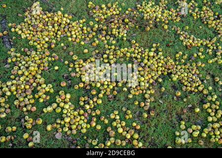 Fallen fruit on the ground under a crab apple tree (Malus sylvestris) during autumn, UK. Windfall apples. Stock Photo