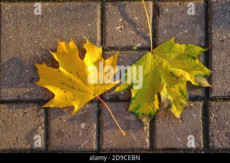 Leaf fall. Two fallen colorful yellow, golden maple leaves on the brown tile stone sidewalk. Bright autumn foliage. Natural autumn background.  Stock Photo