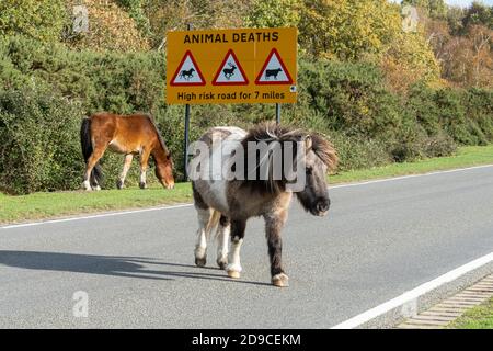 New Forest ponies in the road next to a sign warning of animal deaths in the New Forest National Park, Hampshire, England, UK Stock Photo