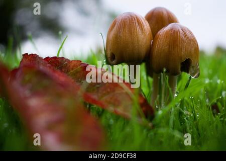 Closeup of mushrooms taken shortly after the rain in Phoenix Park, Dublin, Oct 2019 Stock Photo