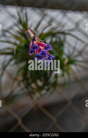Airplant blooming, (tillandsia aeranthos), close view Stock Photo