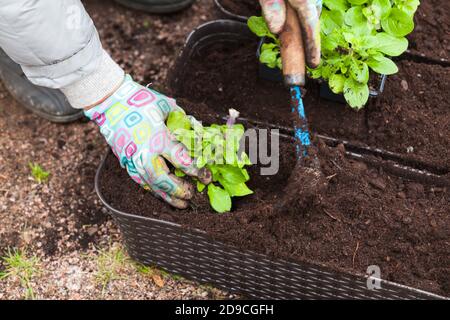 Gardener with blue hoe replants seedlings in decorative pots, close-up photo with selective focus Stock Photo