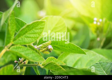 Blooming soybean plant close-up on the background of an agricultural field of soybeans in the rays of the sun. Background with space for text. Stock Photo