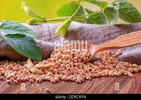 Soya beans scattered on the wooden table against the background of a branch young green pods soybean, closeup with selective focus Stock Photo