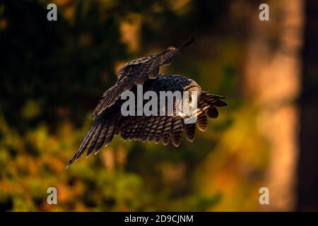 Great grey owl Stock Photo