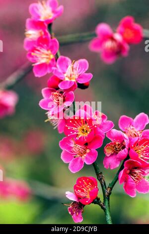 Japanese apricot tree pink blossom on branch Prunus mume Beni Chidori, Prunus Beni Chidori Prunus Pink blossom Early spring Blossoms Stock Photo