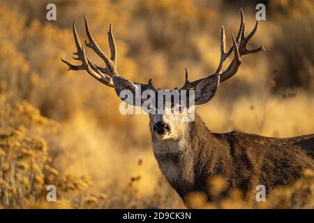 Mule Deer Buck Stock Photo