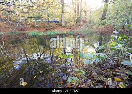 autumnal Trees reflected in a pond in woodland  in Kent, England UK Stock Photo