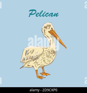Vector single pelican animal isolated on a blue background illustration. Stock Vector