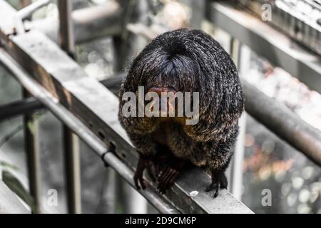 Sakis, or saki monkeys, are any of several New World monkeys of the genus Pithecia Stock Photo