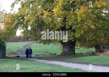 A couple walked their dogs  under huge tree in country lane in park England, autumn color tree Stock Photo