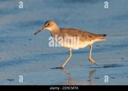 Least Sandpiper runs left along the shallow wet sand of the beach shore with reflection looking for morning food. Stock Photo