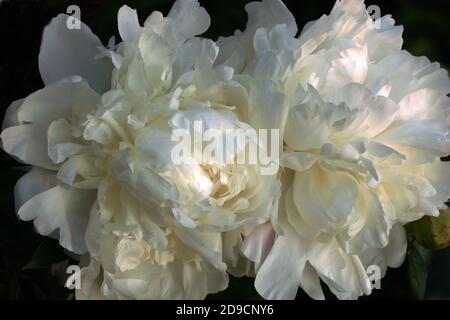 Peony Corinne Wersan.  Double white peony flower. Paeonia lactiflora (Chinese peony or common garden peony). Stock Photo