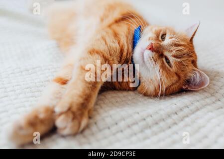 Ginger cat relaxing on couch in living room wearing collar against fleas. Pet having good time Stock Photo