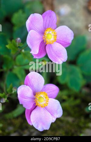 Two Japanese Anemone Vivid Light Purple Flowers in the Shadow by Old Wall Stock Photo