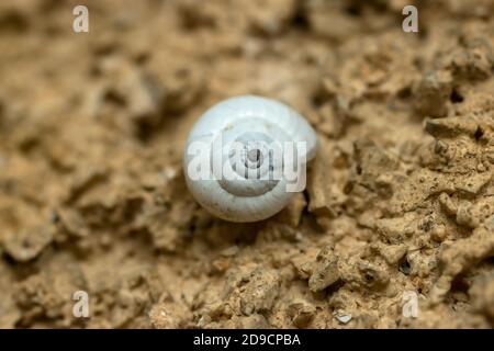 Close up Selective Focus Photo of Light Grey Snail Lupine on the Light Brown Wall Stock Photo