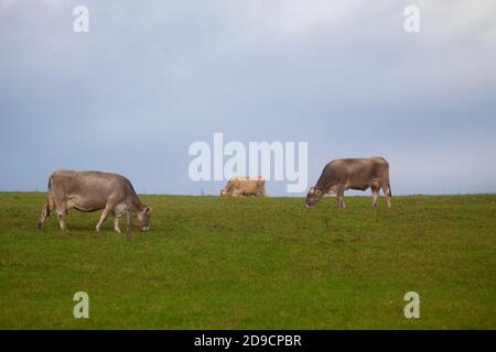 Photo on Uphill Meadow of Three Cows on Pasture on Banjsice in Slovenia Stock Photo