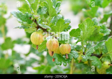 Ripe green gooseberry on bush branch. Close-up, selective focus. Stock Photo