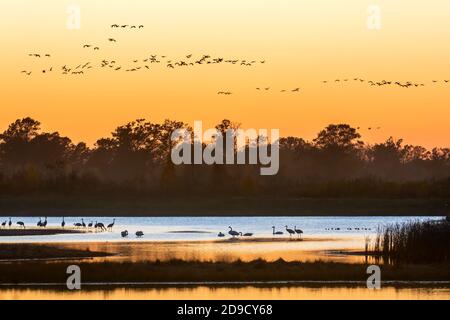 Sandhill Cranes, in flight, roosting in wetland, migration, Upper Midwestern USA, by Dominique Braud/Dembinsky Photo Assoc Stock Photo