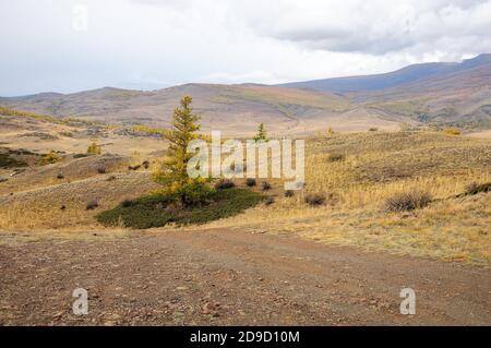 Young larch stands in the center of a green meadow surrounded by autumn steppe. Kuraiskaya steppe, Altai, Siberia, Russia. Stock Photo