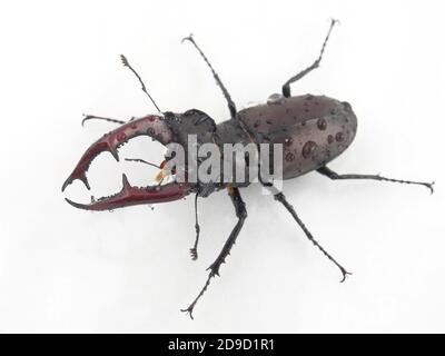 male insect beetle deer with antlers on white background Stock Photo