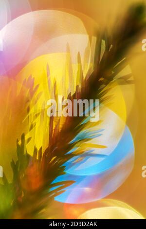 Silhouette of Christmas tree branch with needles. Happy New Year ornament decorations, defocused abstract blurred bokeh background Stock Photo