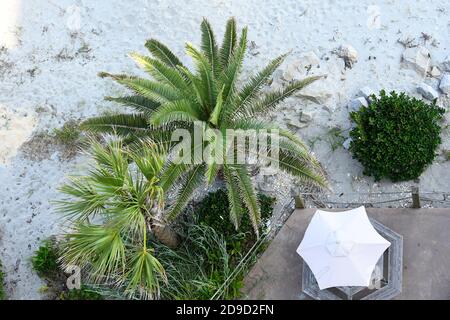 above view of patio with palm trees on beach Stock Photo