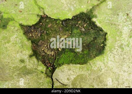 Top view shot of a hole and cracks with green moss on a rock Stock Photo
