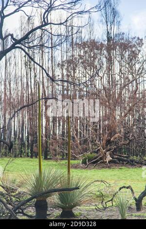 Kangaroo Island Grass trees (Xanthorrhoea semiplana ssp. tateana) (also Tate's Grass Tree or Yakka Bush) in front of burnt Blue Gum plantation. Stock Photo