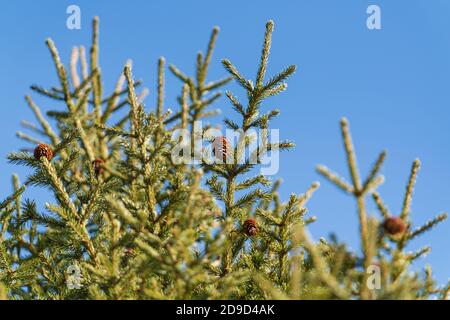 Natural evergreen branches with cones of Xmas tree in pine forest. Beautiful fir branches ready for festive ornament for Happy New Year, Christmas Stock Photo