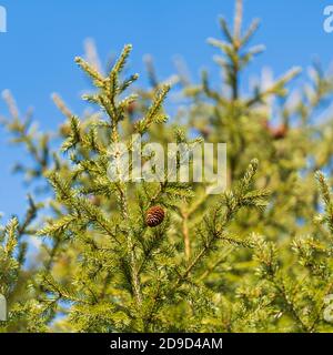 Evergreen branches with cones of Xmas tree in pine forest on background blue sky sunny day. Stock Photo