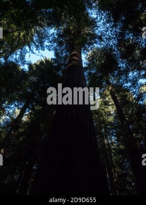 California coastal redwoods, Sequoia sempervirens, the tallest trees on earth in Humboldt Redwoods State park, California, USA Stock Photo