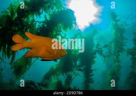 Garibaldi, Hypsypops rubicundus, the California State Marine Fish, SCUBA diving at Catalina Island, California, USA Stock Photo