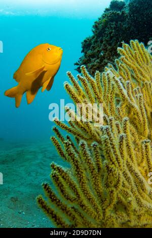 Garibaldi (Hypsypops rubicundus), the State Fish of California ...