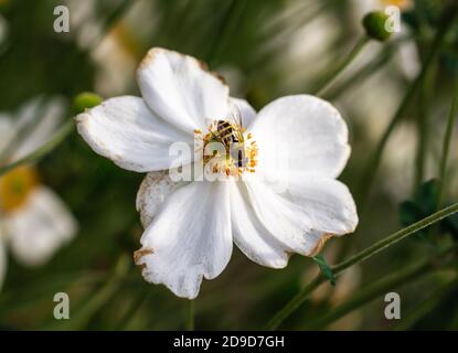 hoverfly on white windflower anemone blossom with beautiful blurred bokeh background in botanical garden on sunny autumn day Stock Photo