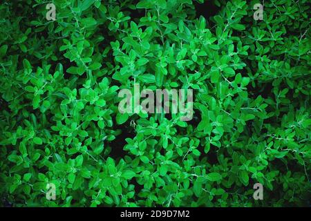 Small tiny deep dark green leaves of a bush background wallpaper for a natural texture pattern. Stock Photo