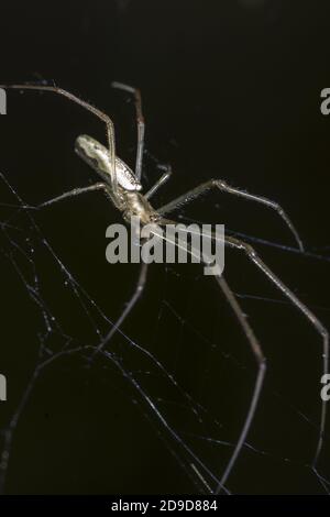 Terrifying Sharp Spider Macro shot of a creepy spider with long sharp legs on the spider web ...