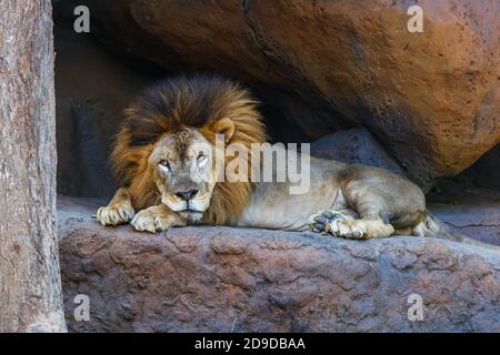 Adult male African lion. Full body shot. Stock Photo